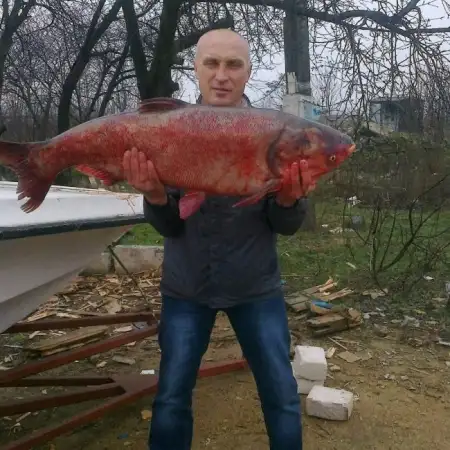 Vyacheslav, 55Ukraine 